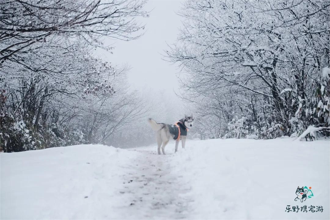 【活动回顾】乐野汪汪队追雪成功！我们也是2022年第一批玩雪的南方狗子啦！
