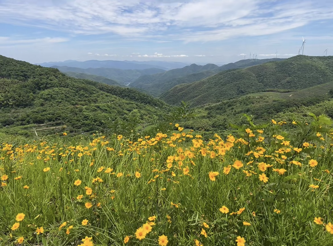 【一日徒步】拥抱初夏的山野，带小狗漫步在山花烂漫时的风车之路！